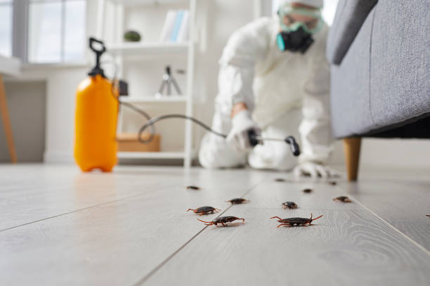 Post-Treatment Bed Bug Interceptor Monitoring in East Renton Highlands